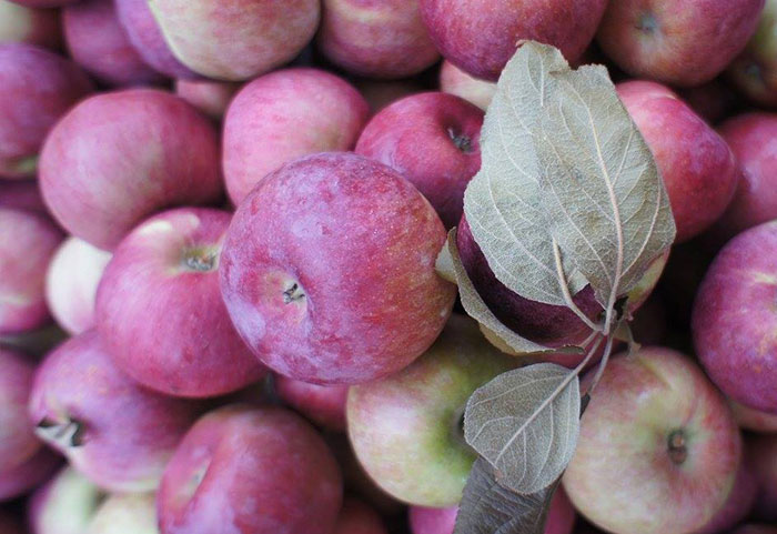 spartan-apples-samascott-orchards-quinciple-food-tech